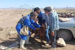 تحقق 100 درصدی پیش بینی عملیات واکسیناسیون PPR (طاعون نشخوار کنندگان کوچک)  در کاشمر